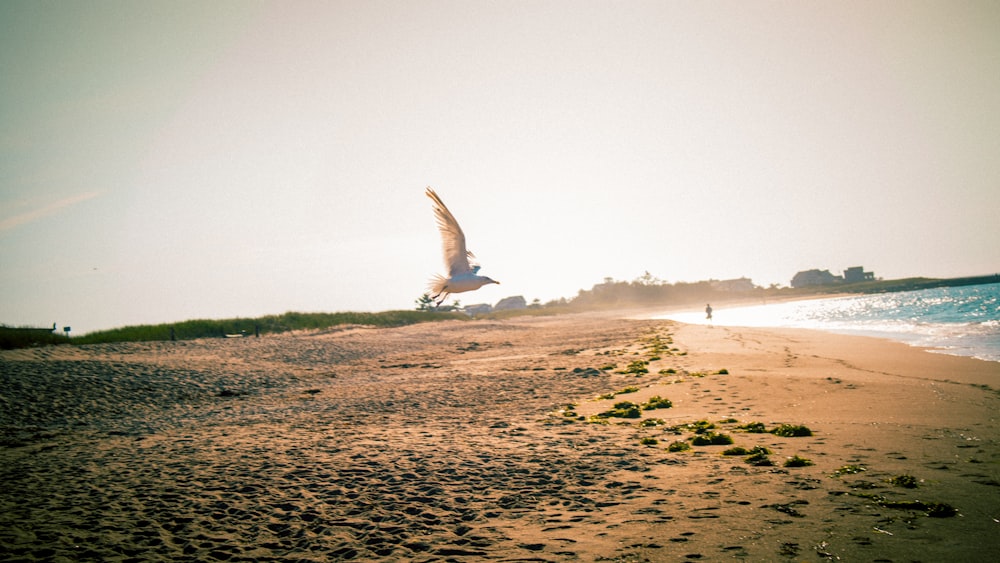 white bird flying over the sea during daytime