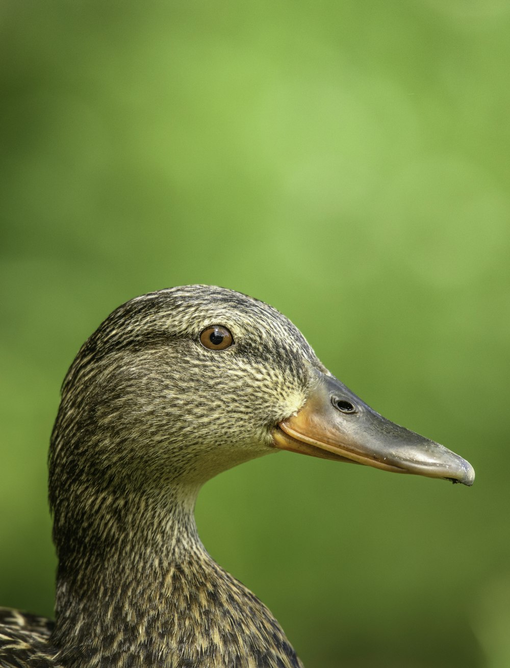 brown duck in close up photography