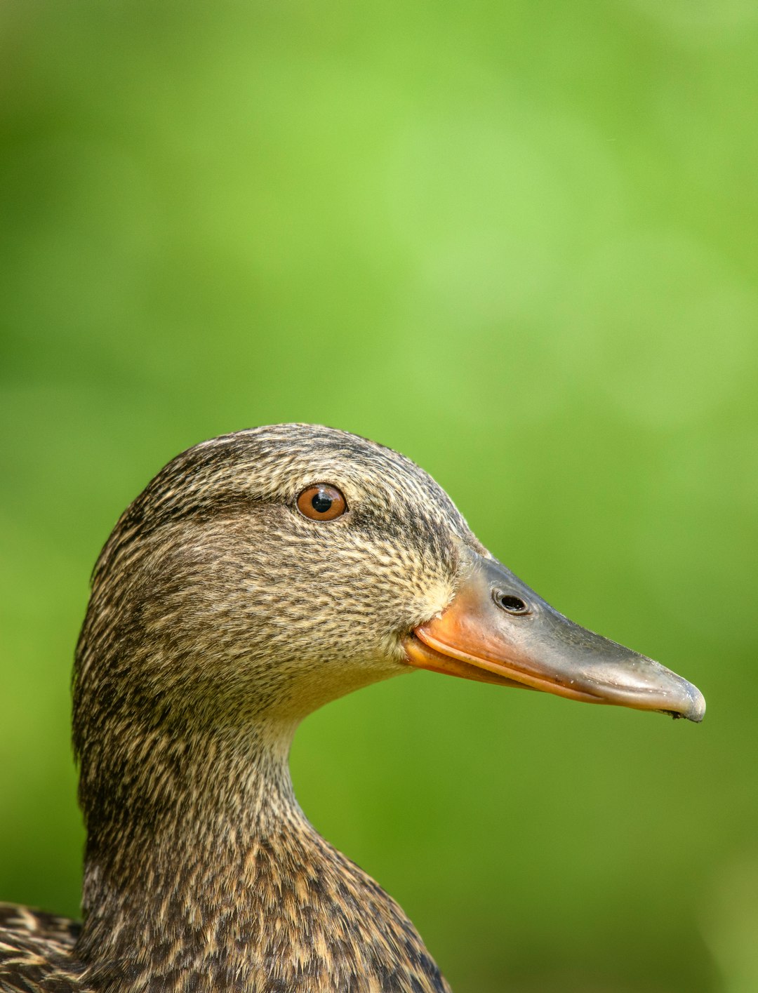 brown duck in close up photography