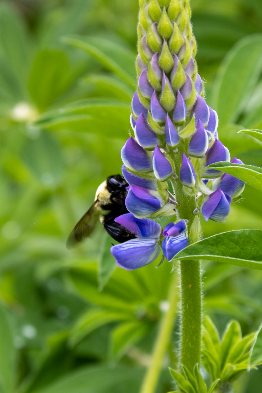 purple flower with black and yellow bee