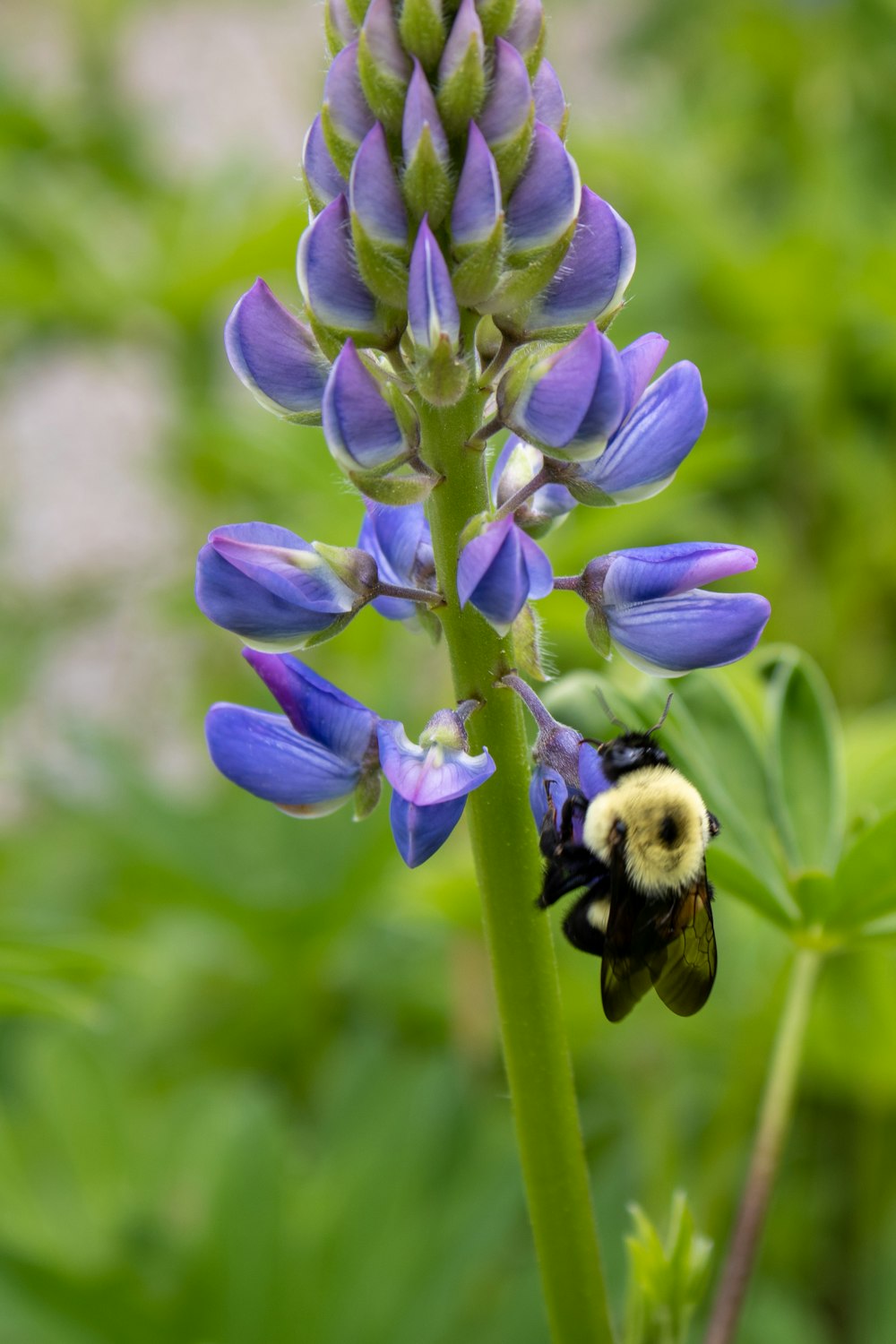 purple flower in tilt shift lens