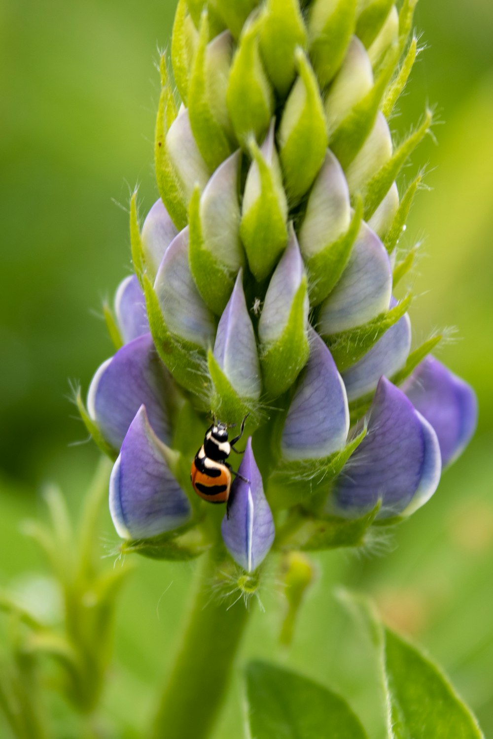 black and orange ladybug on green plant