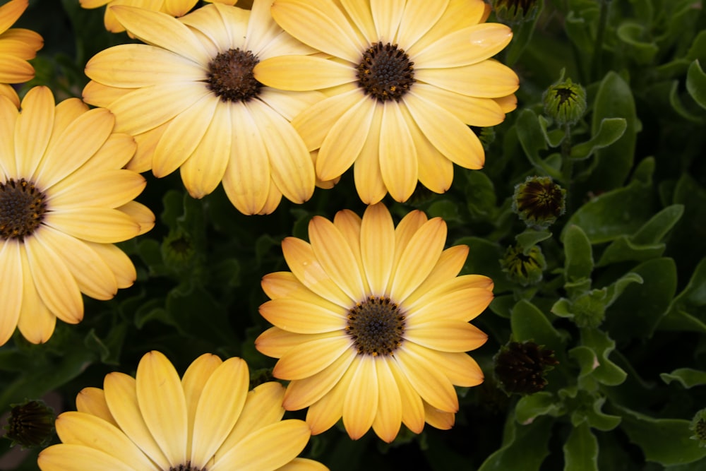 yellow flowers with green leaves