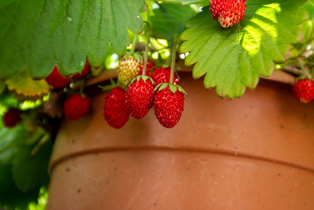 red strawberries on brown clay pot