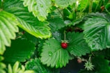 Close-up of ripe strawberries growing in a small garden box, glistening with morning dew.