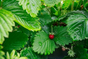 Close-up of ripe strawberries growing in a small garden box, glistening with morning dew.