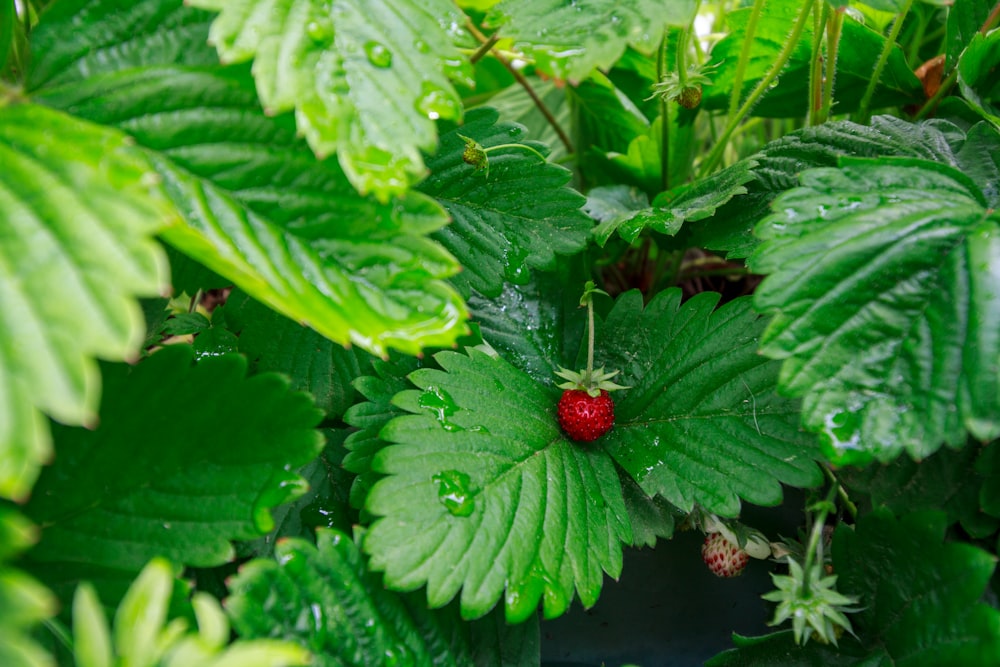 rote runde Frucht auf grünen Blättern