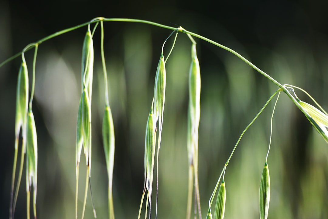 green wheat plant in close up photography