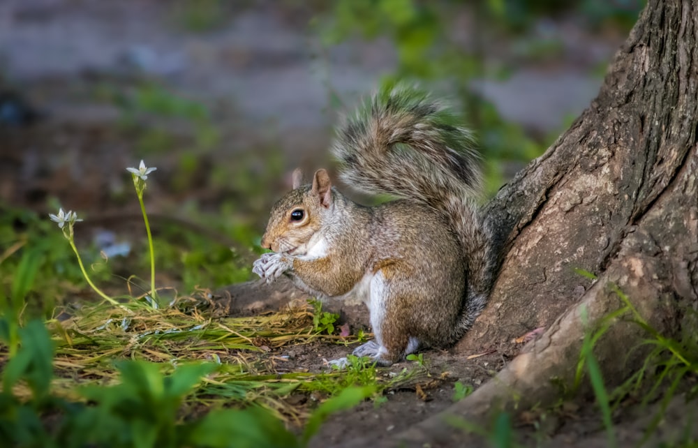 brown squirrel on brown tree branch