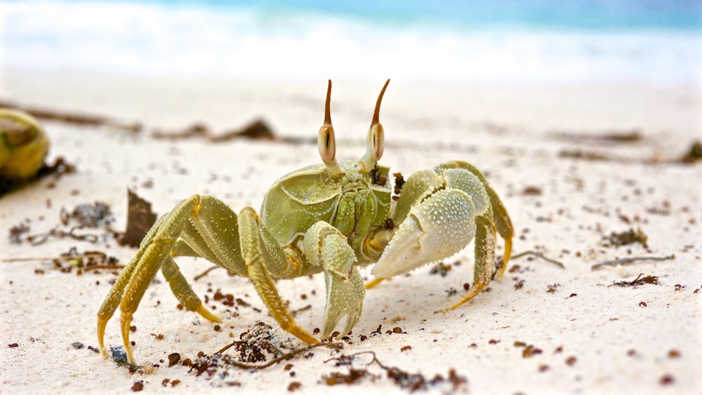 gray crab on white sand during daytime