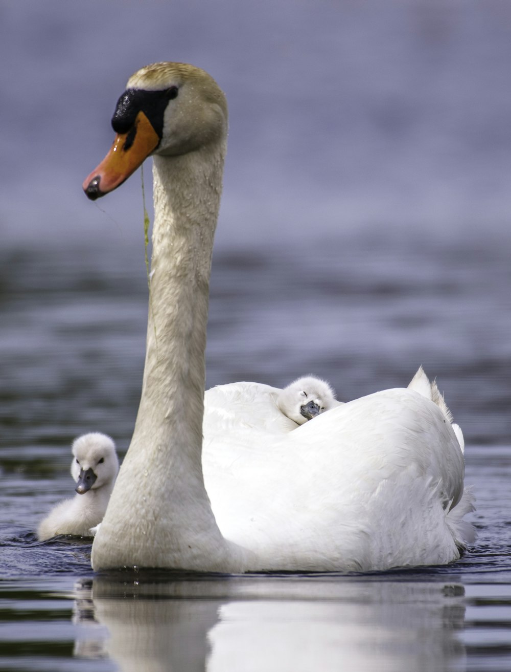 white swan on water during daytime