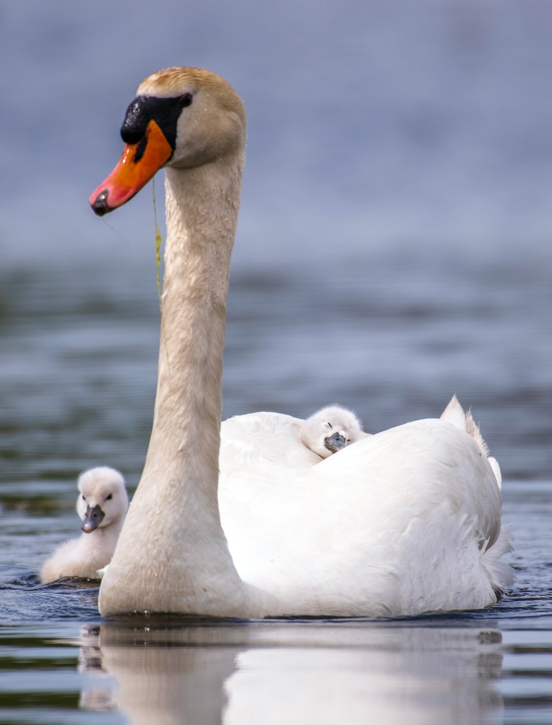 white swan on water during daytime