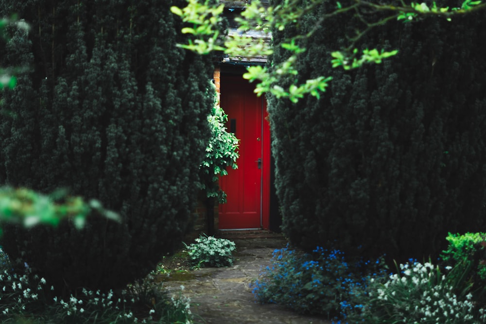red wooden door near green trees