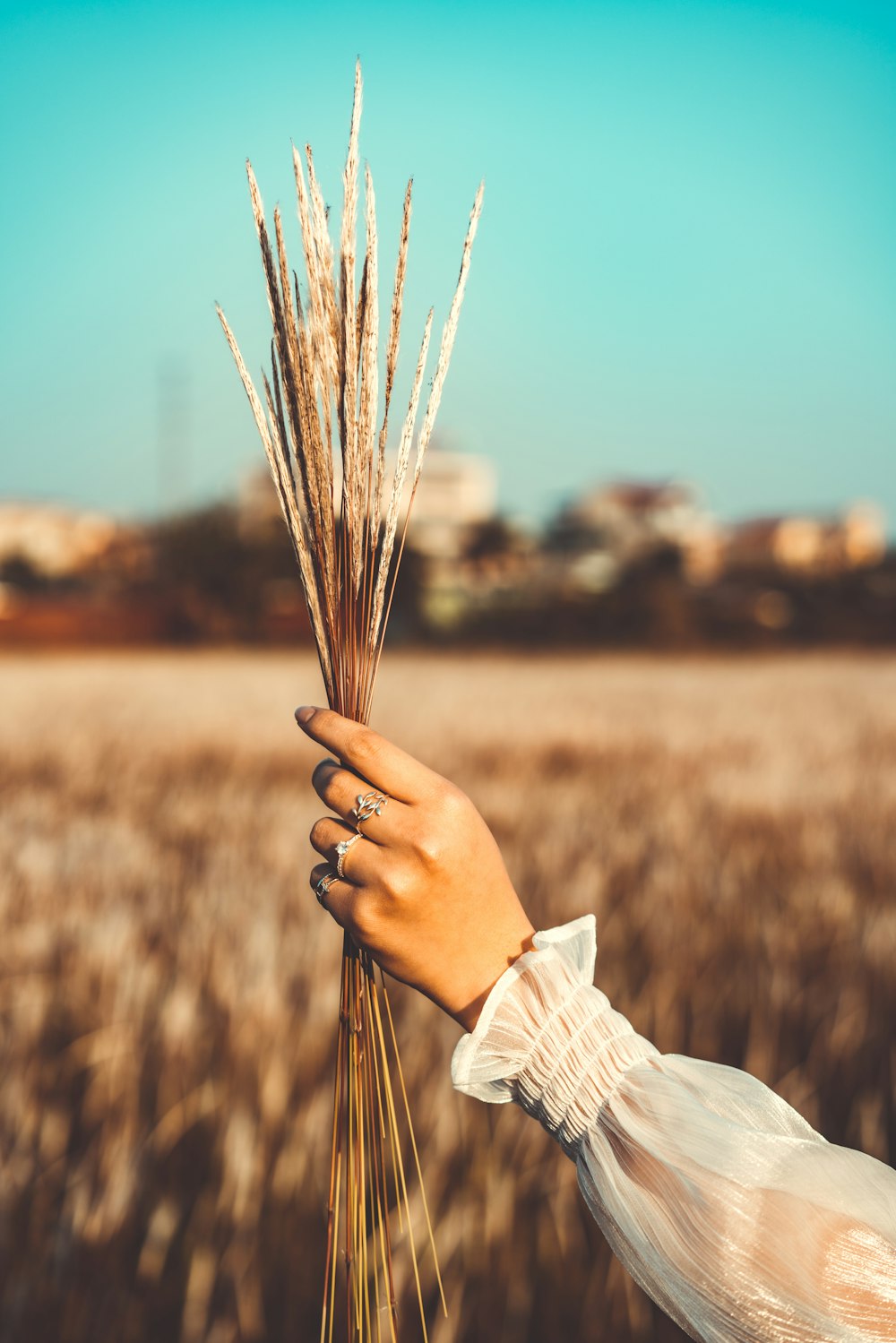 person holding wheat during daytime