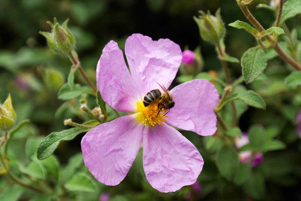 black and yellow bee on purple flower