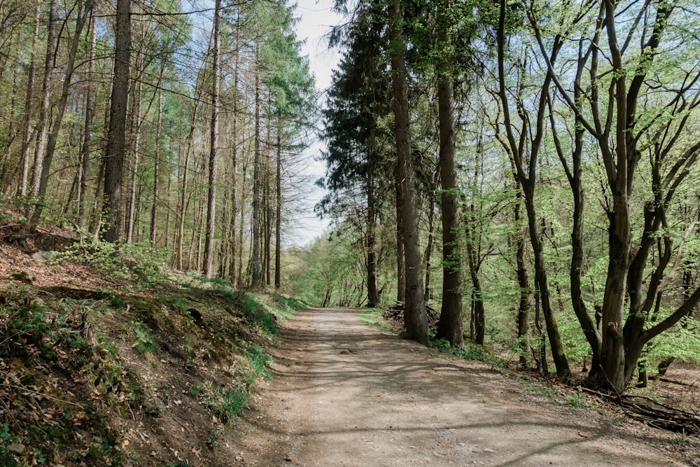 brown dirt road between green trees during daytime