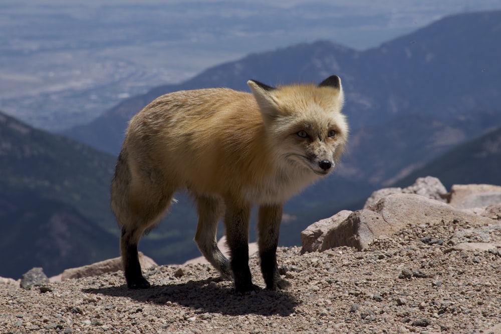 brown fox on gray rock during daytime