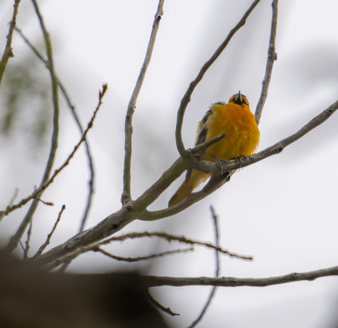 yellow bird on brown tree branch