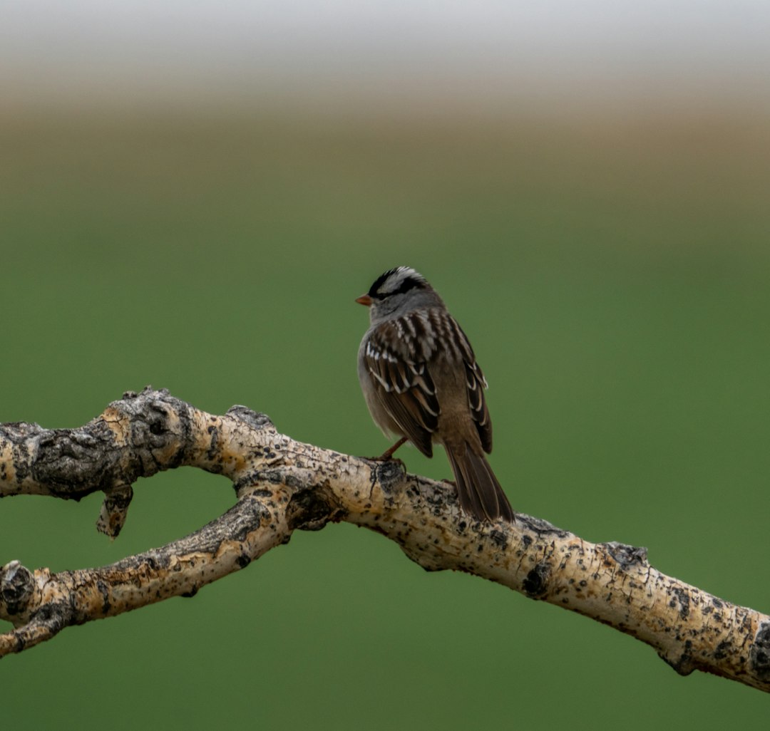 brown bird perched on tree branch