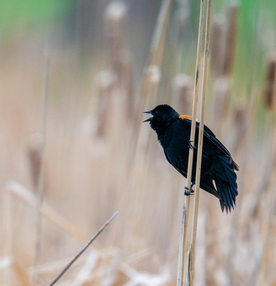 black bird on white stick
