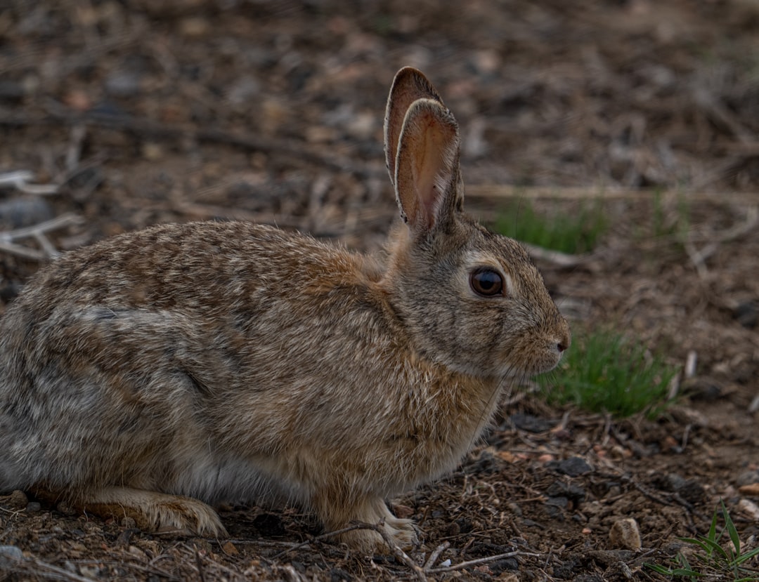 brown rabbit on brown soil