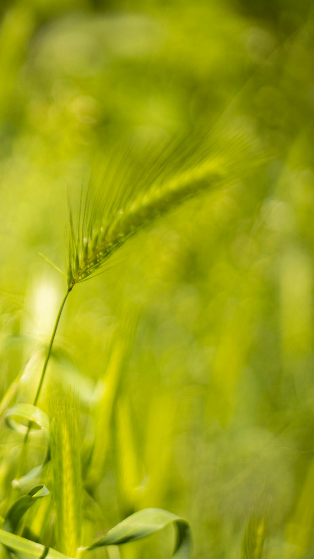 green wheat in close up photography