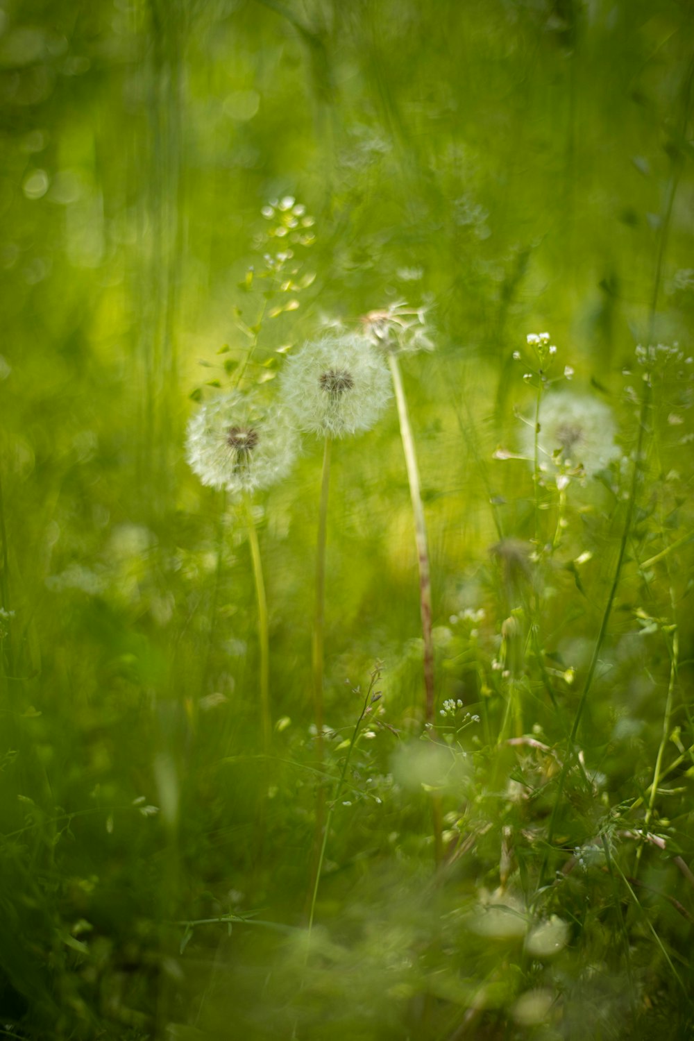 white dandelion in close up photography