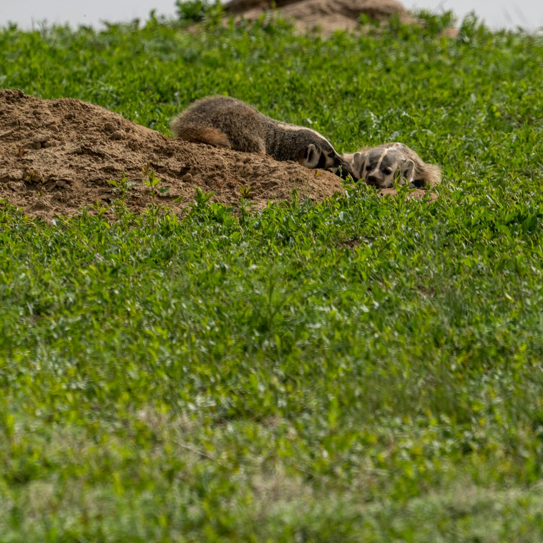 4 animals on green grass field during daytime