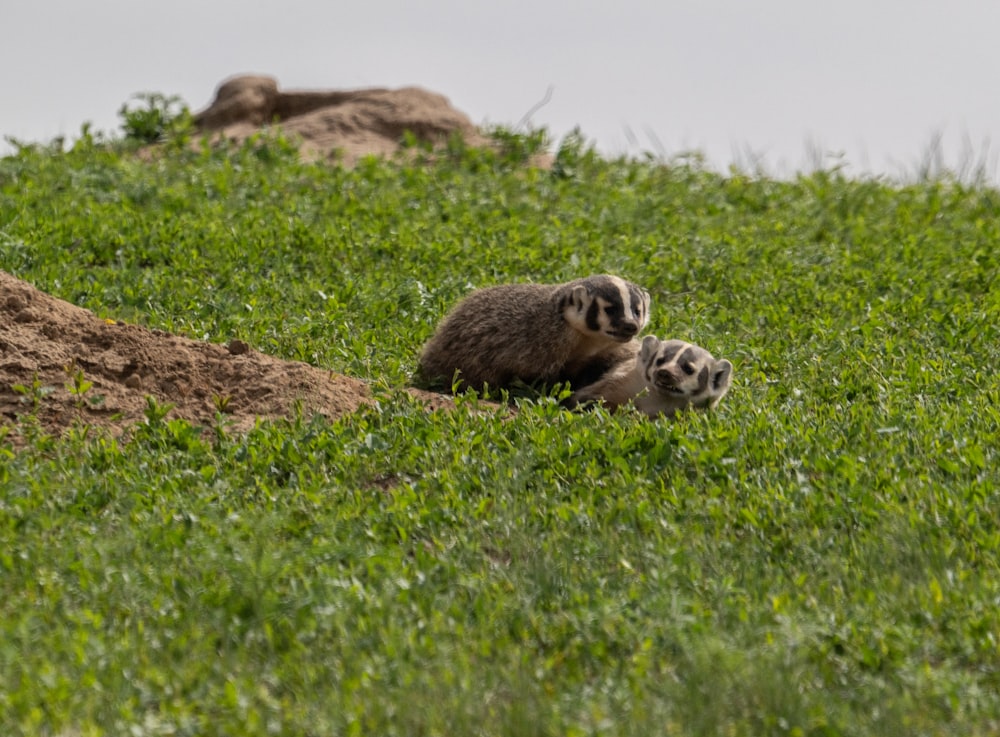 brown and black seal on green grass during daytime