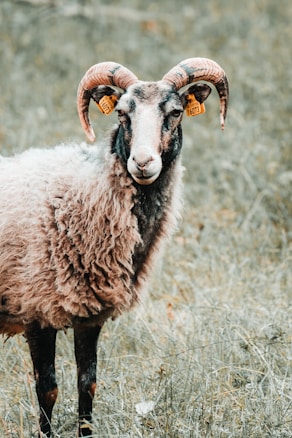 A ram stands in a grassy field, displaying prominent curved horns. The animal's thick, woolly coat is a mix of whites and browns, and it has yellow tags on its ears. The background is a blurred, muted grassy area.