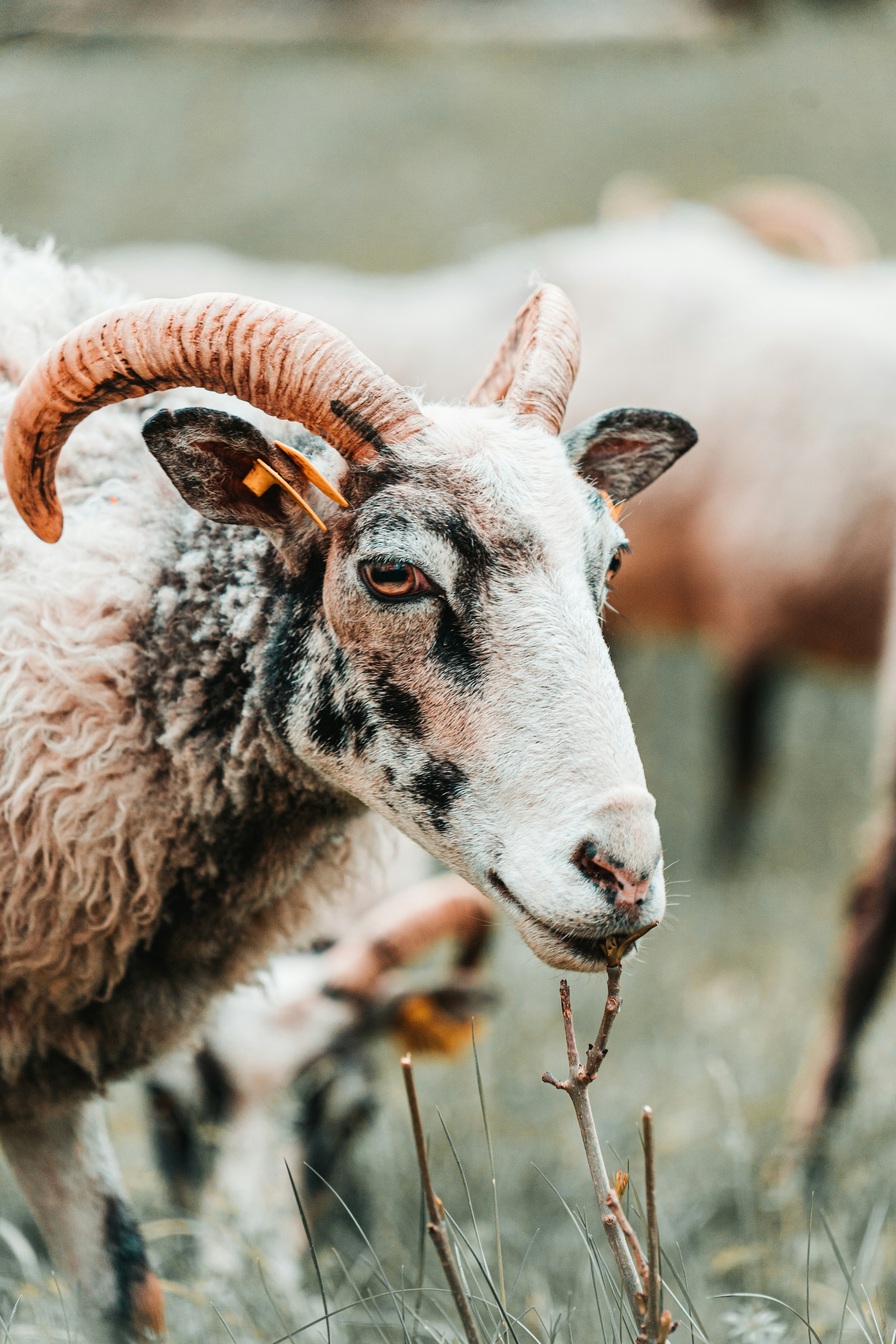 昼間の茶色の草の上の白と黒の羊の写真 Unsplashで見つける羊の無料写真