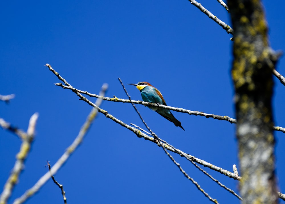 green and brown bird on tree branch during daytime