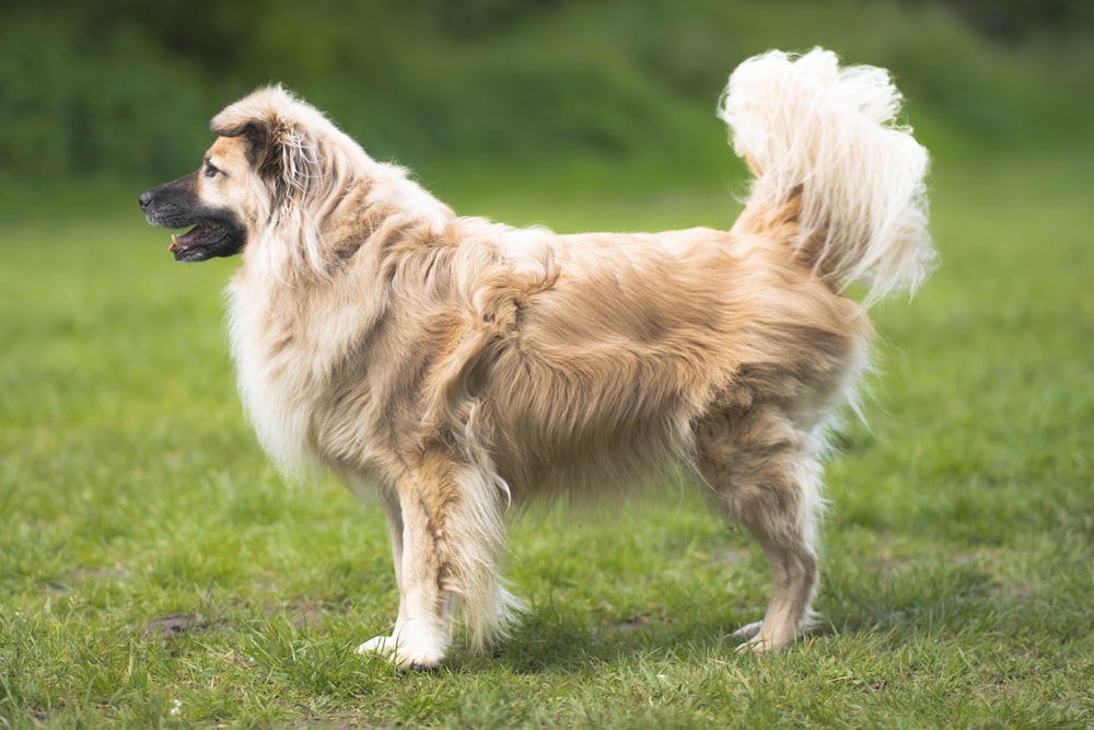 golden retriever running on green grass field during daytime