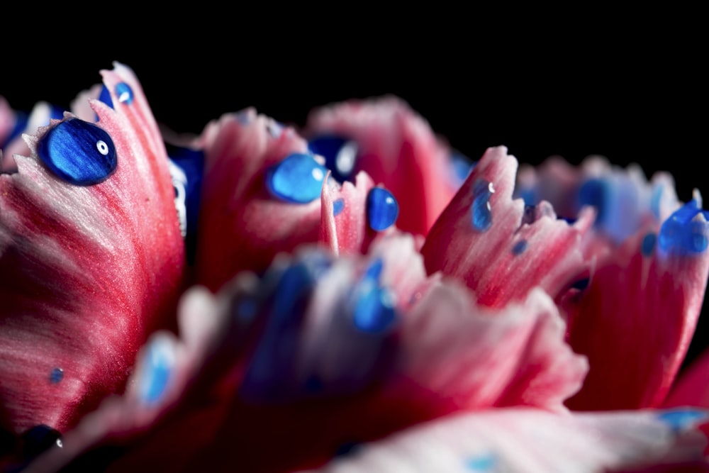 pink and blue petals on black background