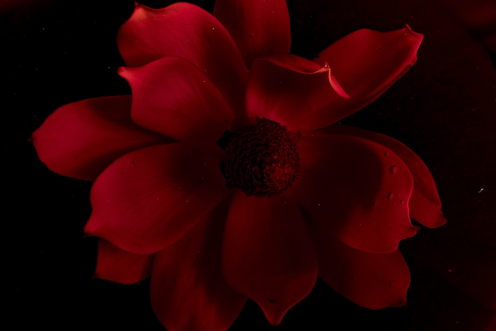 red flower in close up photography