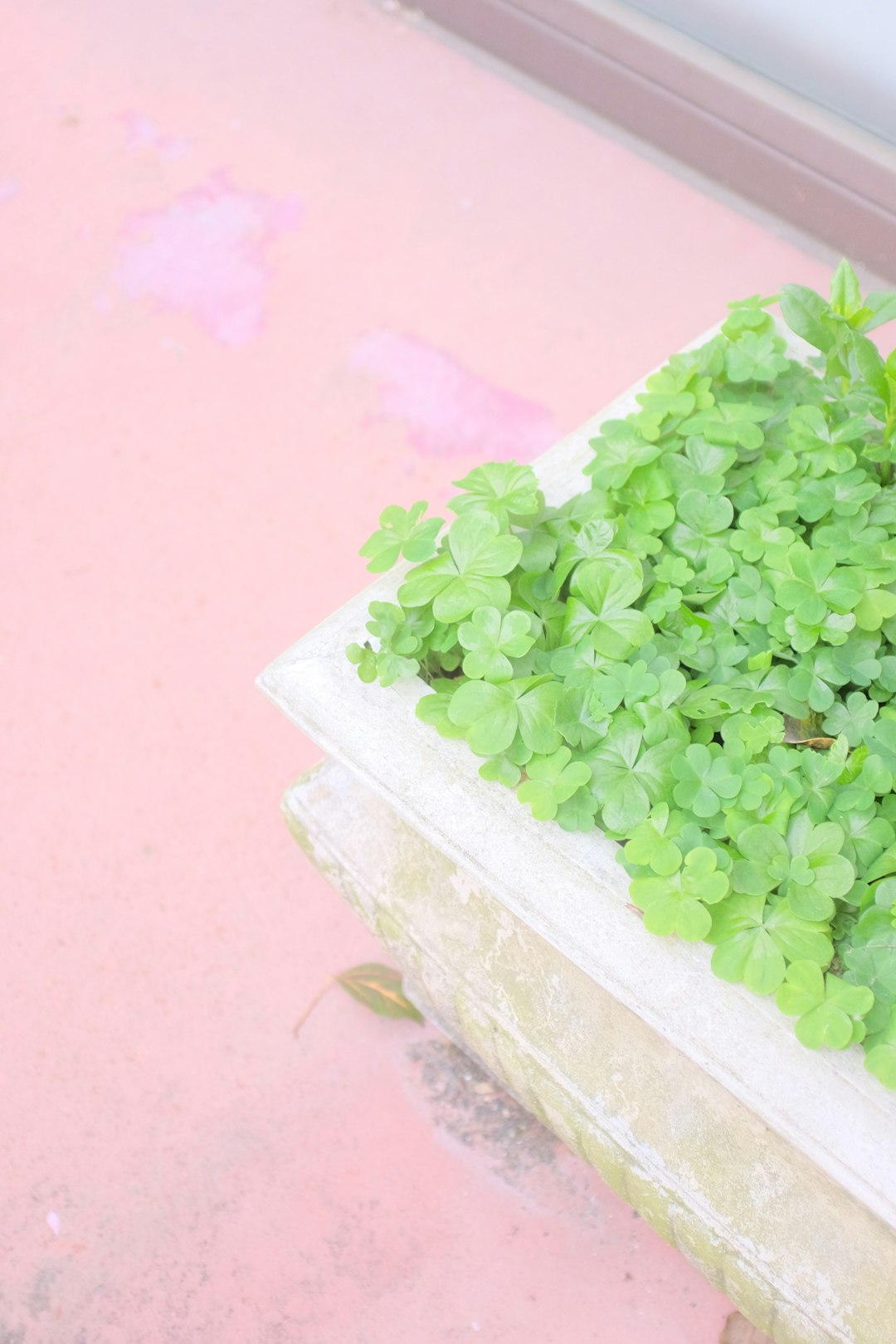 green plant on white concrete pot