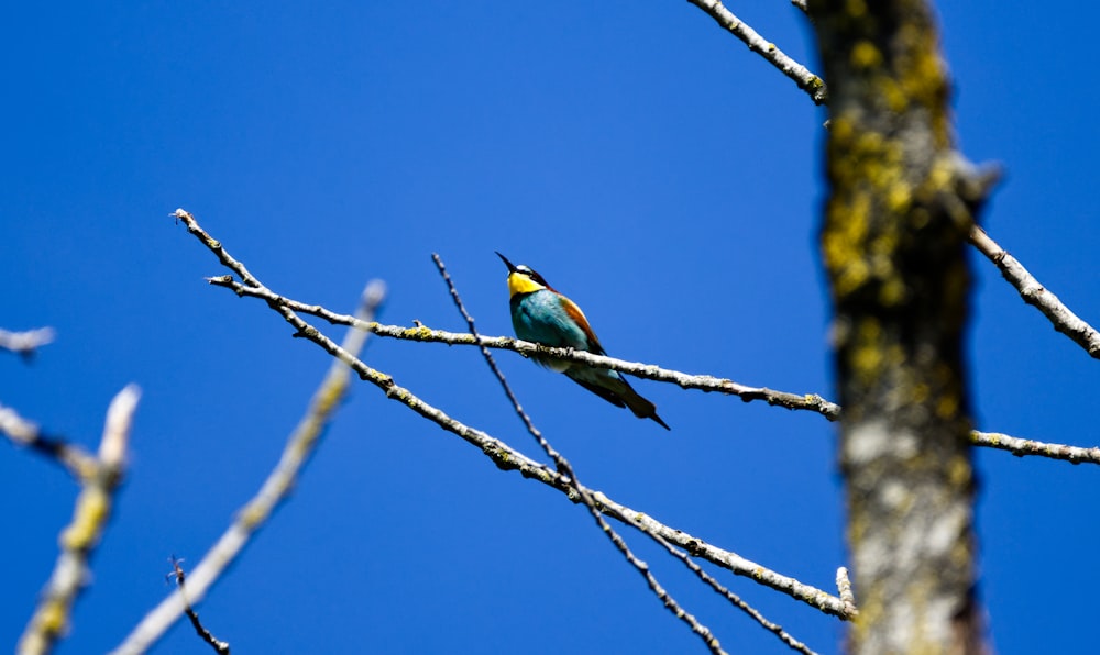 yellow and green bird on brown tree branch during daytime