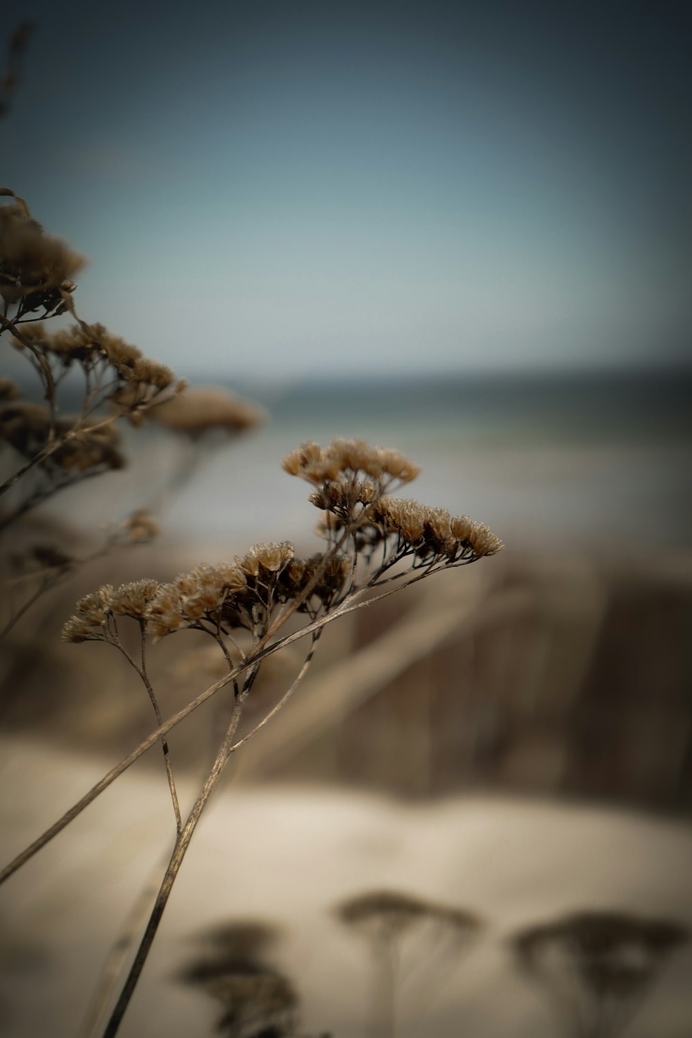 brown plant in tilt shift lens