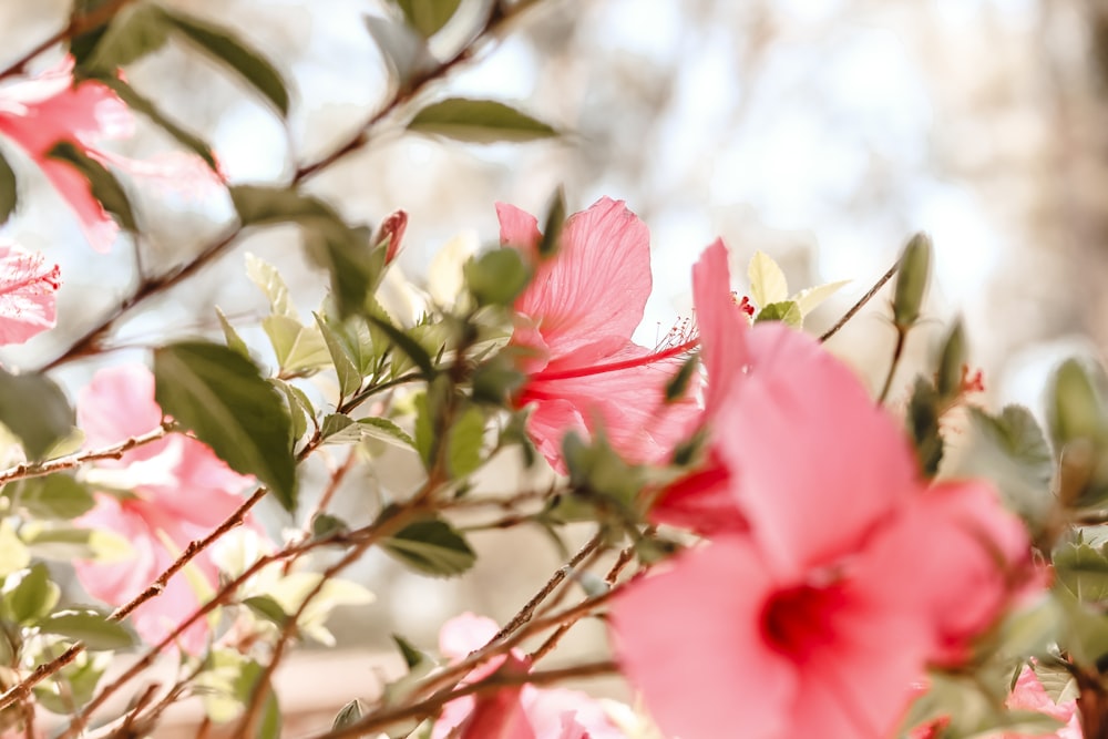 pink flower in tilt shift lens