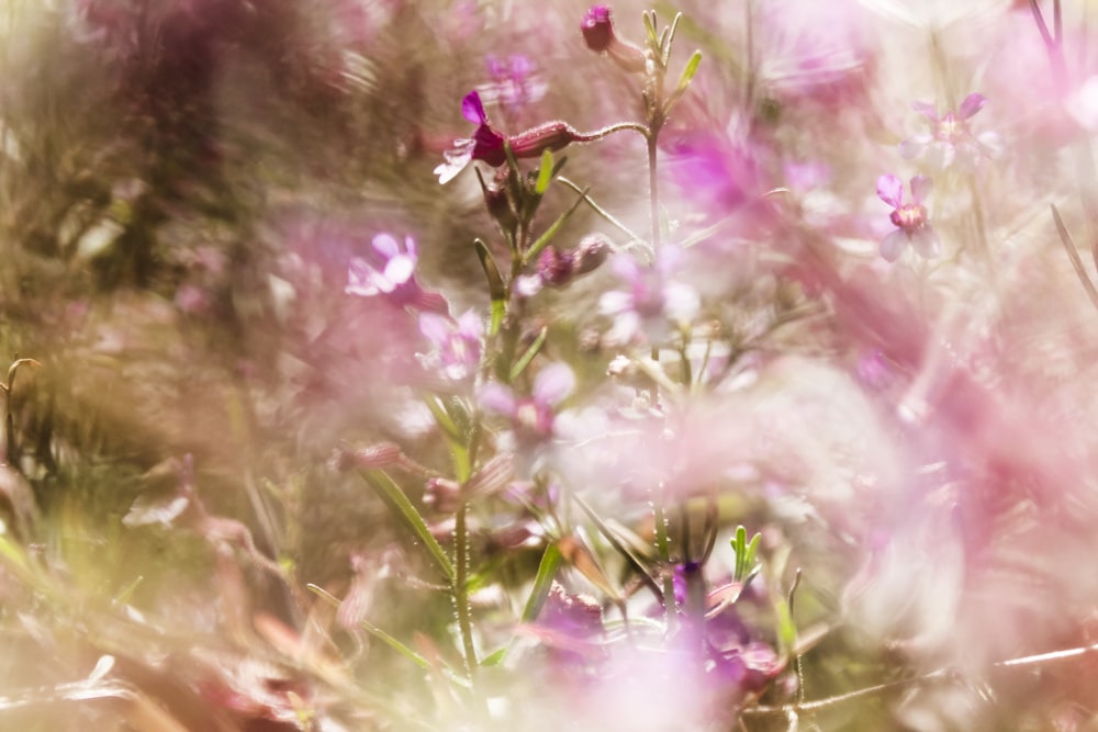 pink flower in tilt shift lens