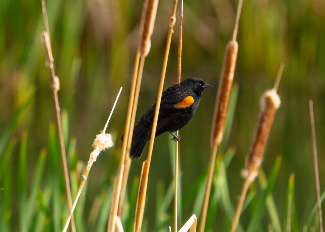 black bird on brown plant stem during daytime