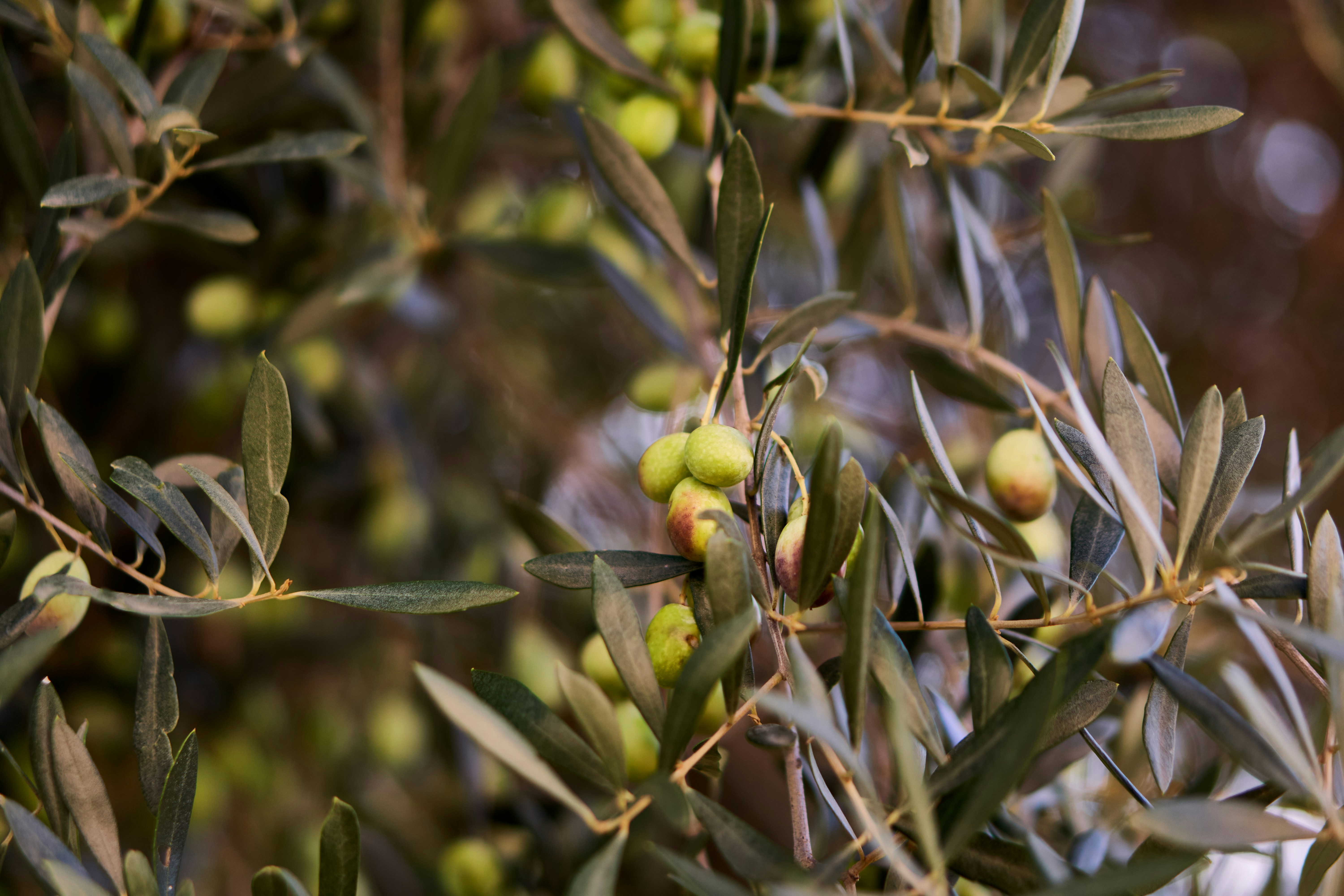 Photo by deviousmike