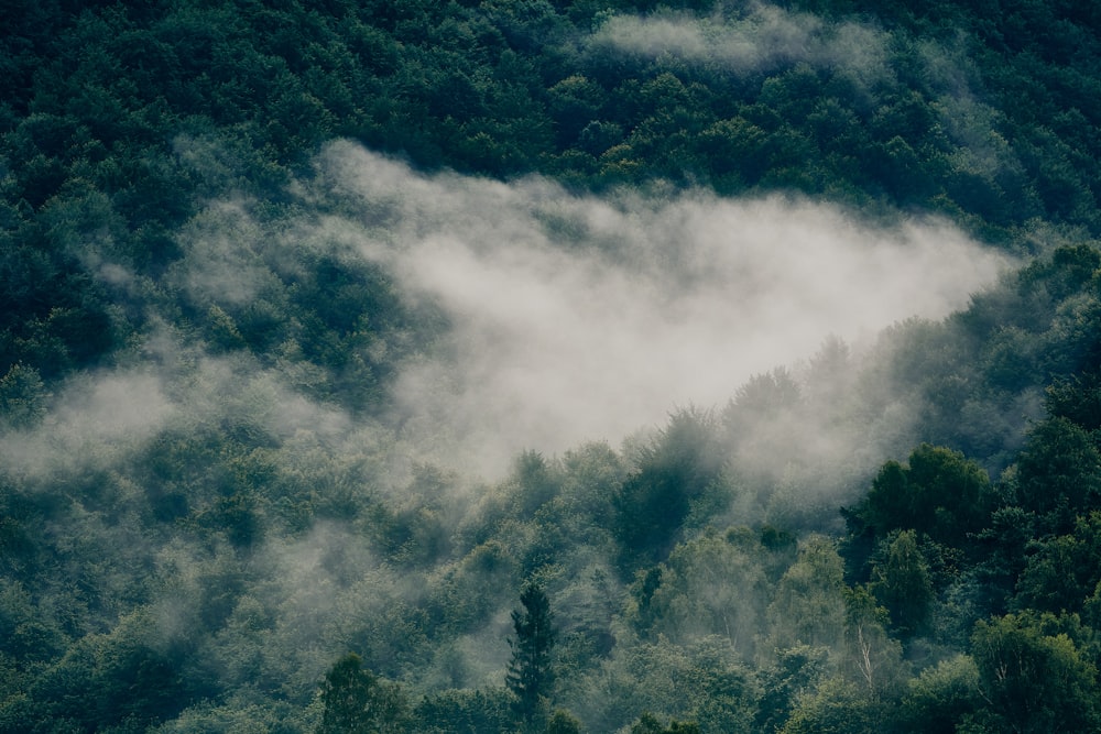 árvores verdes cobertas com nuvens brancas