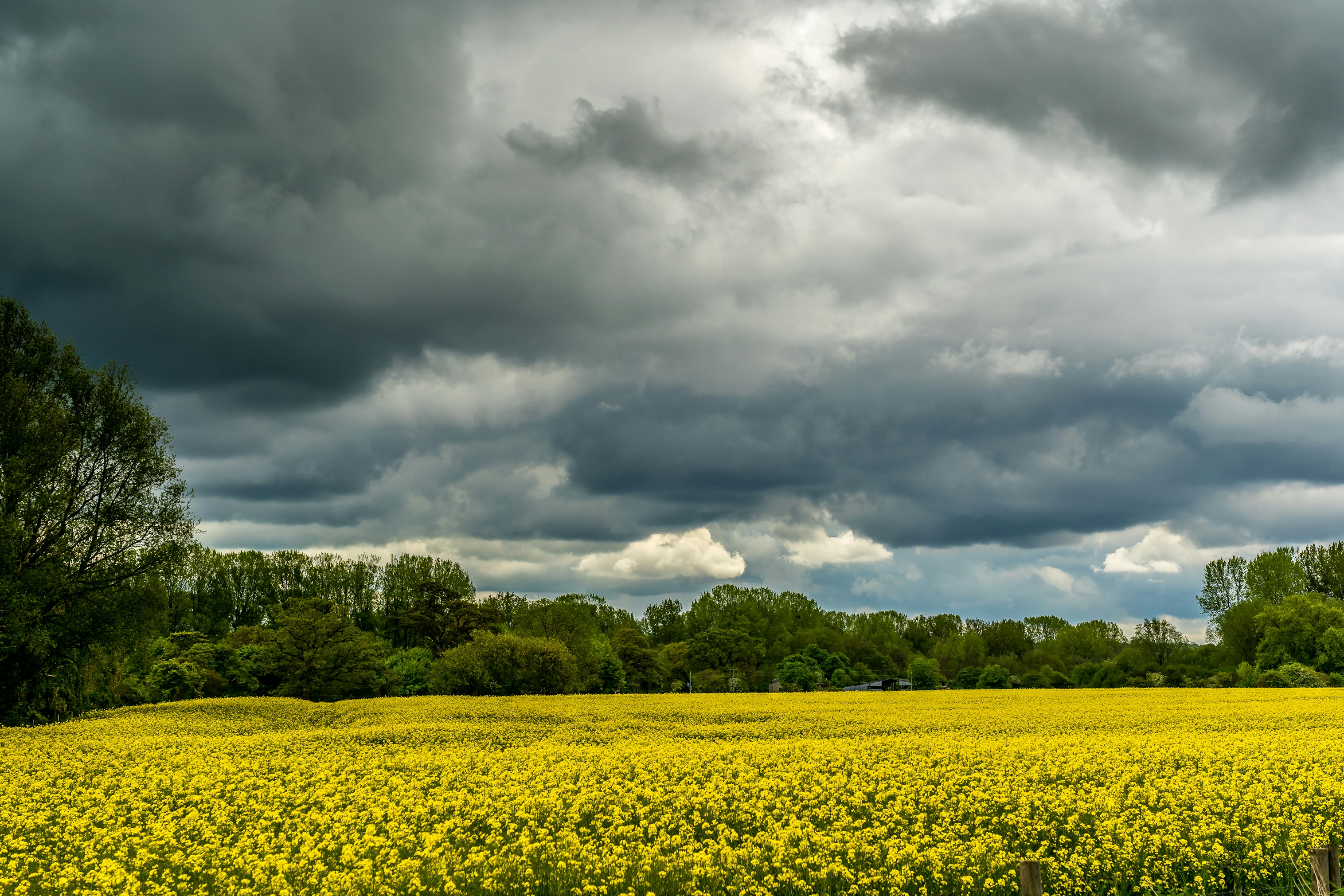 A field of yellow rapeseed with dark storm clouds above.
