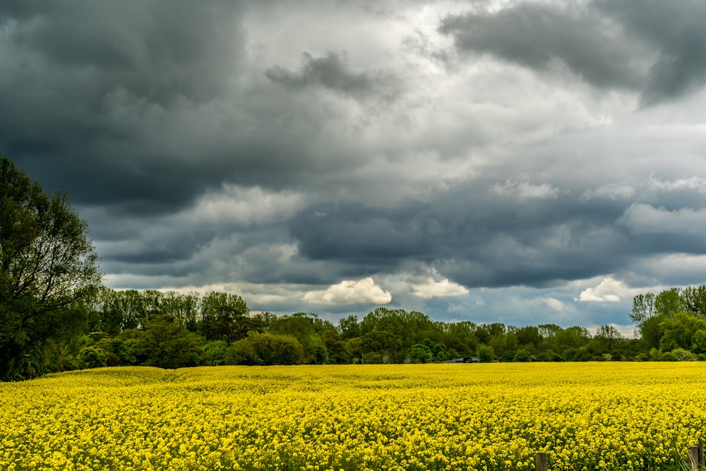 green grass field under cloudy sky during daytime