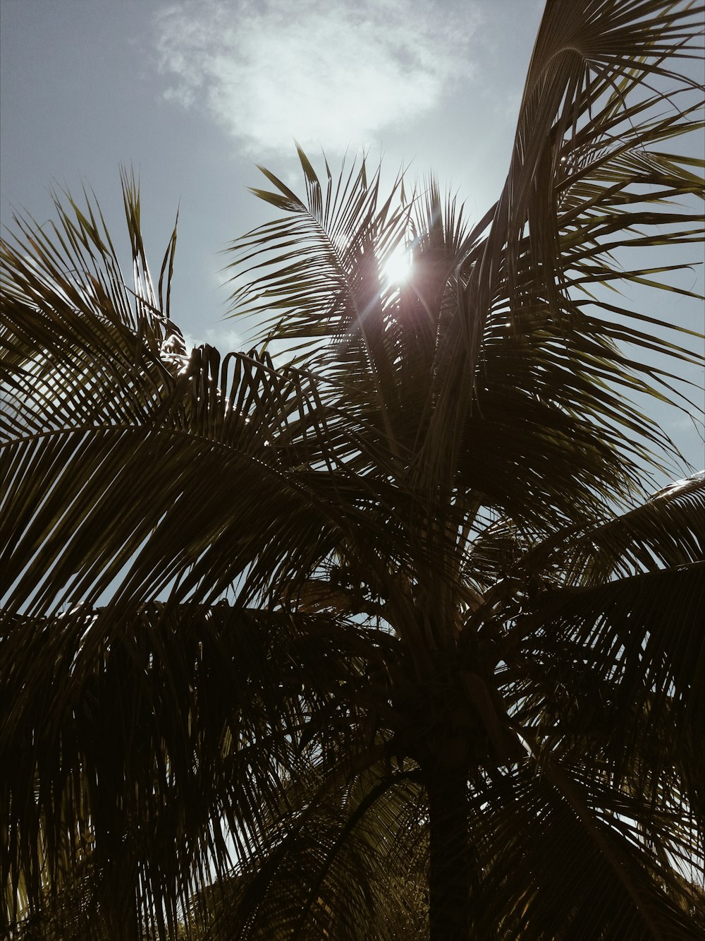 green palm tree under blue sky during daytime