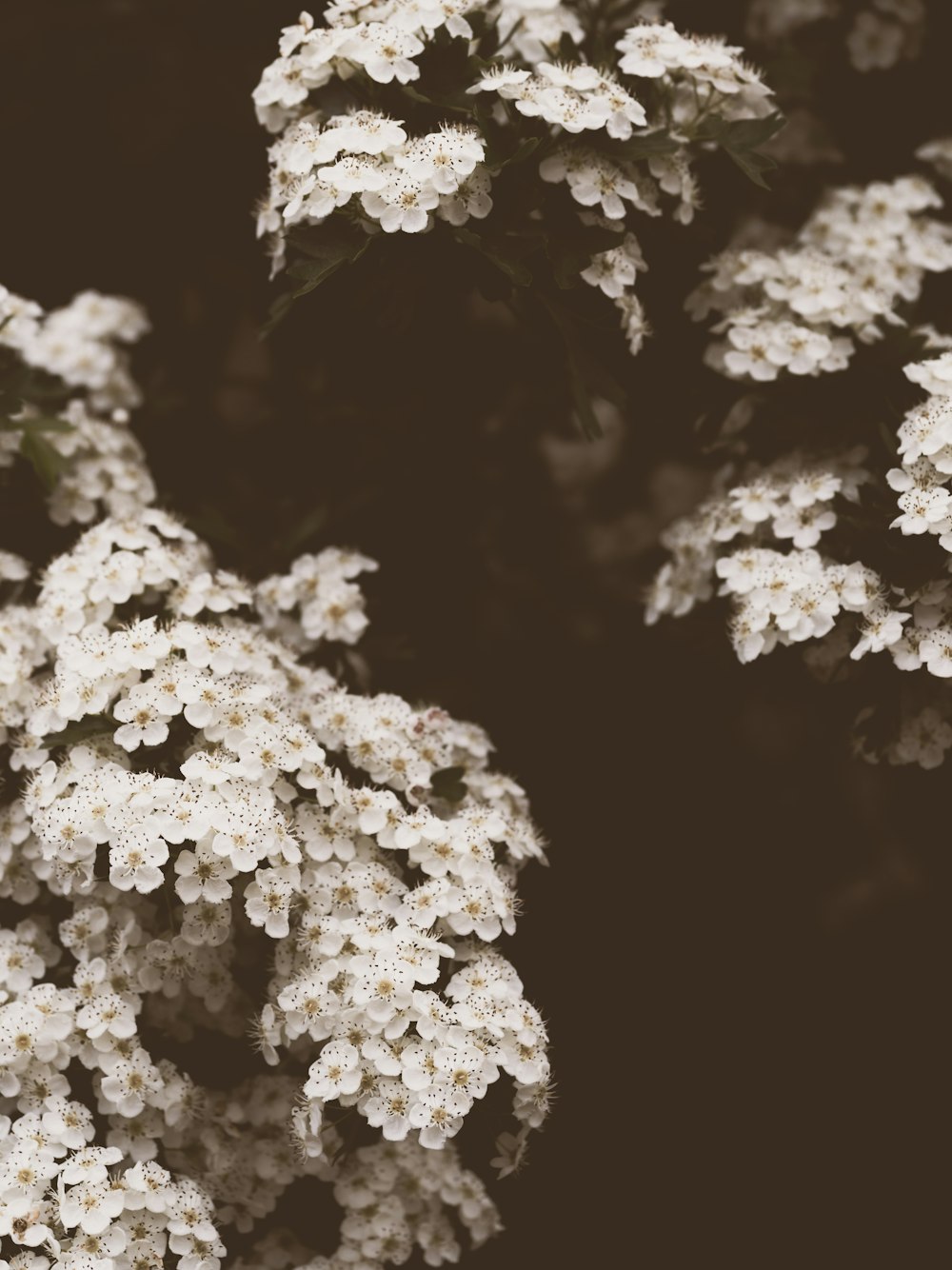 黒い背景に白い花
