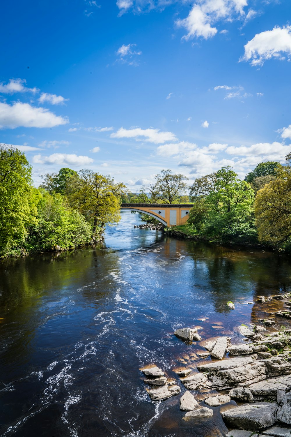 green trees beside river under blue sky during daytime