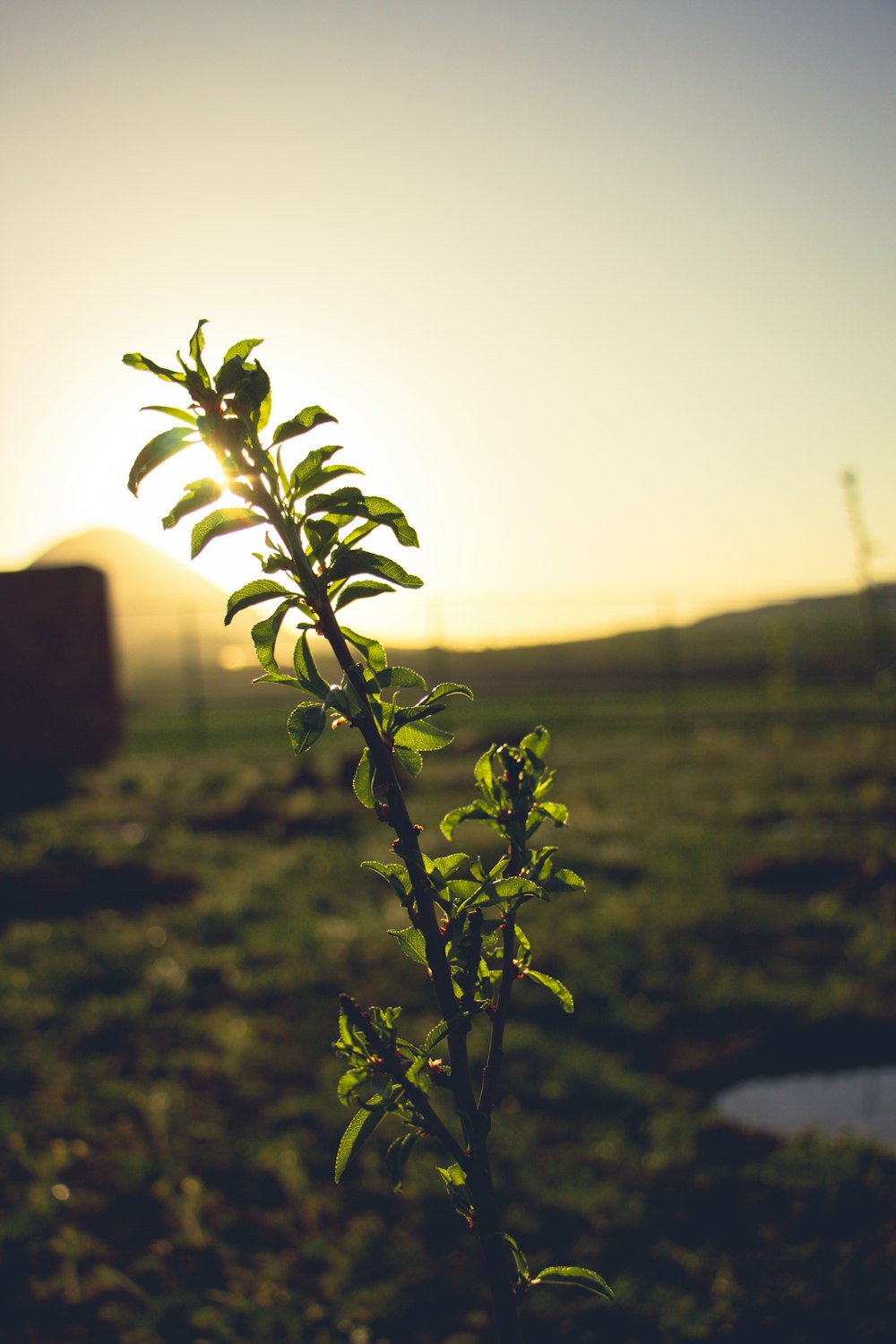 planta verde no campo de grama verde durante o pôr do sol
