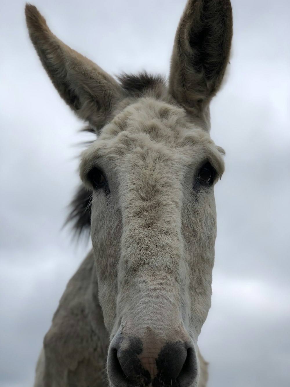 brown horse under white clouds during daytime